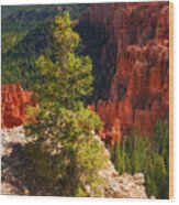 Bryce Canyon - Pine Tree Wood Print