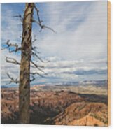 Bryce Canyon Tree Wood Print