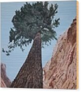 Bryce Pine Wood Print