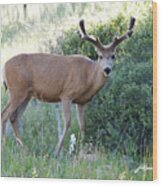 Buck In Velvet Wood Print