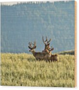 Buck Mule Deer In Velvet Wood Print