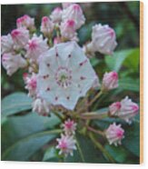 Mountain Laurel Wood Print