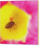 Bug In Pink And Yellow Flower Wood Print