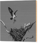 Building Nest, Osprey Wood Print