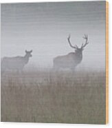 Bull And Cow Elk In Fog - September 30 2016 Wood Print