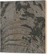Bull Elephant Close-up Wood Print