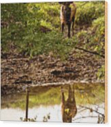 Bull Elk At Waterhole Wood Print