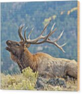 Bull Elk Bugling Wood Print