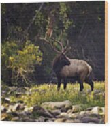 Bull Elk Checking For Competition Wood Print