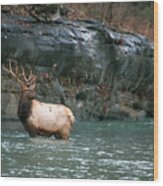 Bull Elk Crossing The Buffalo River Wood Print