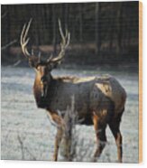 Bull Elk In Frosty Field Wood Print