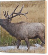 Bull Elk In Yellowstone Wood Print