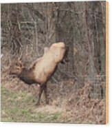 Bull Elk Jumping Fence Wood Print
