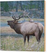 Bull Elk Next To River Wood Print