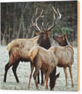 Bull Elk With Cows In The Late Rut Wood Print