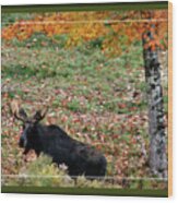 Bull Moose In Fall, Framed Wood Print