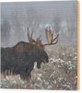 Bull Moose In The Fog Wood Print