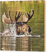 Bull Moose Mouthful Wood Print