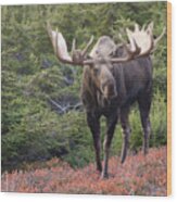 Bull Moose On A Red Carpet Wood Print