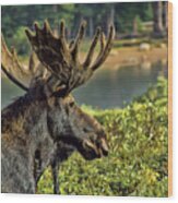 Bull Moose Wood Print