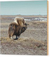 Bull Musk Ox Wood Print