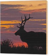 Bull Tule Elk Silhouetted At Sunset Wood Print