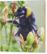 Bumble Bee On Flower Wood Print