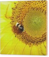 Bumblebee On Sunflower Wood Print