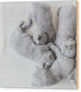 Bunch Of Fluffy Cats. British Shorthair. Wood Print