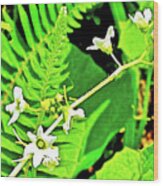 Bur Cucumber In Cape Meares State Park, Oregon Wood Print