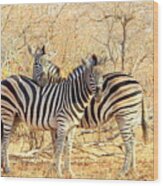 Burchells Zebras Wood Print