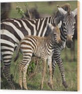 Burchells Zebra Equus Burchellii Mother Wood Print