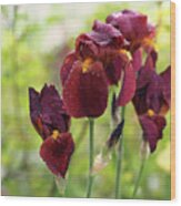 Burgundy Bearded Irises In The Rain Wood Print