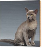 Burma Cat Sits And Loocking Up On Gray Wood Print