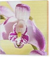 Bush Orchid Delight Wood Print
