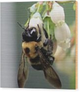 Busy Bee On Blueberry Blossom Wood Print