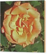 Buttercream Rose For Your Valentine Wood Print