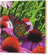 Butterfly 1 Wood Print