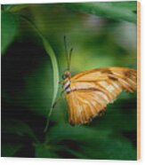 Butterfly 5 Wood Print
