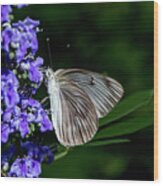 Butterfly And Flower Wood Print