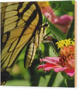 Butterfly And Zinnia Wood Print