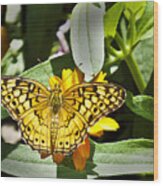 Butterfly At Rest Wood Print