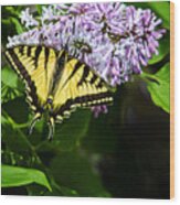 Butterfly Beauty Wood Print