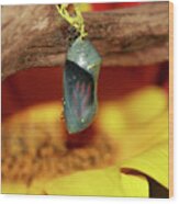 Butterfly Chrysalis And Sunflower Wood Print
