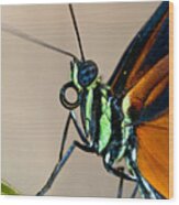 Butterfly Closeup Wood Print