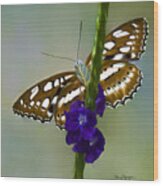 Butterfly Iii Wood Print