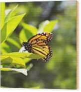 Butterfly In Sunlight Wood Print