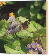 Butterfly Moth Wood Print