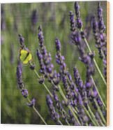 Butterfly N Lavender Wood Print
