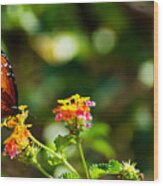 Butterfly On A Flower Wood Print